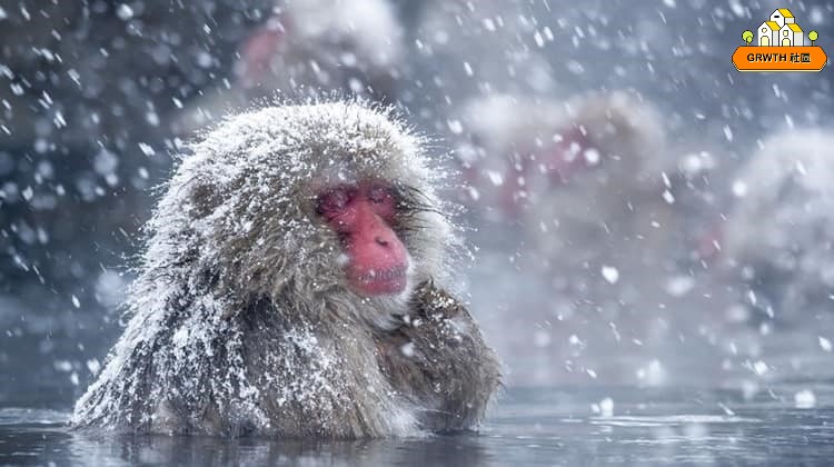 愛泡溫泉的日本雪猿