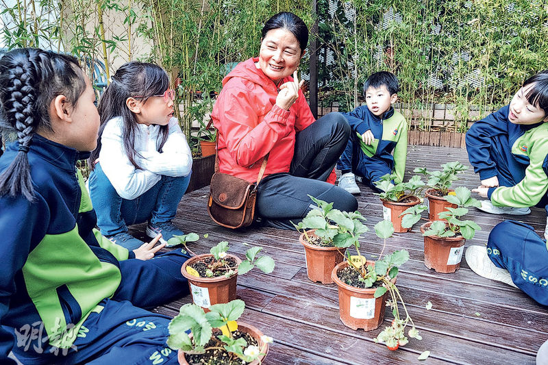 種植樂：讀繪本做蛋糕  支持本地農業  落手種士多啤梨  領悟生命獨特