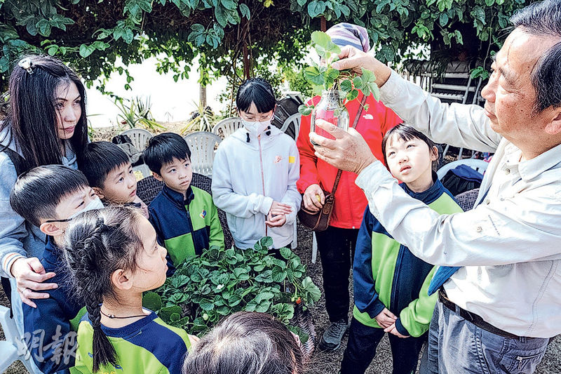 種植樂：讀繪本做蛋糕  支持本地農業  落手種士多啤梨  領悟生命獨特